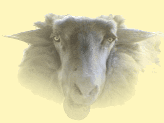 Schaf mit Wolfsaugen